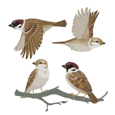 Set of realistic sparrows flying and sitting on branch. Vector illustration of little birds sparrows in hand drawn realistic style isolated on white background. Element for your design, print. clipart