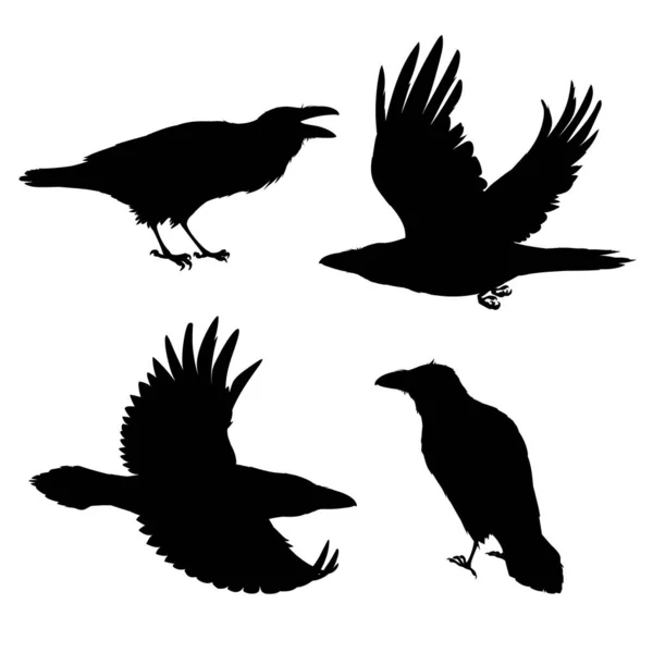 Een stel realistische raven die vliegen en zitten. Monochrome vector illustratie van zwarte silhouetten van slimme vogels Corvus Corax geïsoleerd op witte achtergrond. Noordse raaf sjabloon. — Stockvector