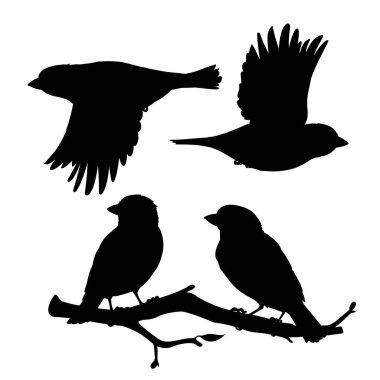 Oturan ve uçan gerçekçi serçeler. Beyaz arka planda izole edilmiş küçük kuş serçelerinin siyah siluetlerinin tek renkli vektör çizimi. Stencil. Tasarımınız için bir öge, yazdırın.