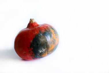 Beyaz arka planda izole edilmiş taze olgun balkabağı. Hokkaido balkabağı. Sağlıklı ve vejetaryen yemekleri.