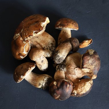 Karanlık bir arka planda izole edilmiş organik porcini mantarları. Taze sonbahar orman mantarı. Yenilebilir mantarlar. Genel Görünüm.