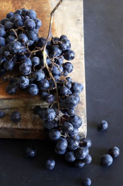 Bir demet Canaiolo siyah üzüm (Canaiolo Nero olarak da bilinir), koyu arkaplan. Tuscany ve orta İtalya 'da yaygın bir siyah üzüm çeşididir..