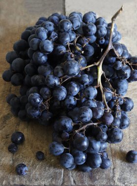 Bir demet Canaiolo siyah üzüm (Canaiolo Nero olarak da bilinir), koyu arkaplan. Tuscany ve orta İtalya 'da yaygın bir siyah üzüm çeşididir..