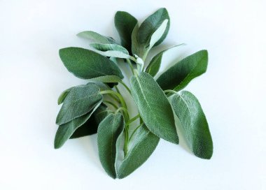 Beyaz bir arka planda yalıtılmış adaçayı yaprakları (Salvia officinalis). Yemeklerde ve tıbbi özelliklerde kullanılan aromatik bir bitki. Genel Görünüm.