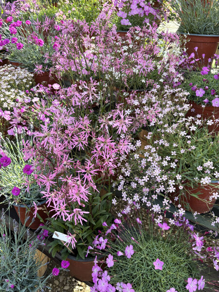 Красивые цветы из лихниса флос-кукули, известные как Цветок кукушки или Цветок оборванной Робин, в полном расцвете, растущем в саду. Идеально подходит для цветочных и ботанических тем. Садоводческая концепция.