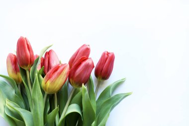 Beyaz arka planda izole edilmiş sarı röfleli bir buket kırmızı lale. Duvar sanatı, poster, baskı, tuval, ev dekorasyonu.