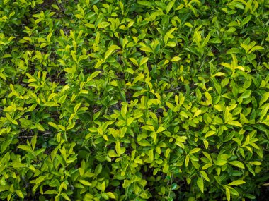 Altın yaprağın bitki kapatın. Doğal arka plan