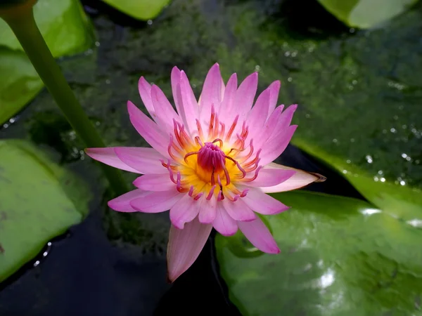 pembe nilüfer çiçeği