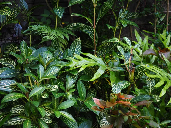 Bush van siergewassen in de tuin Rechtenvrije Stockafbeeldingen