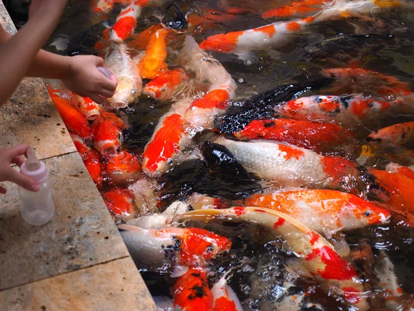 Feeding colorful koi or carp — Stock Photo, Image