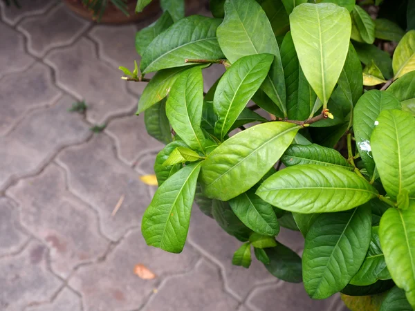 Tuğla döşeme arka plan ile yeşil yaprakları.