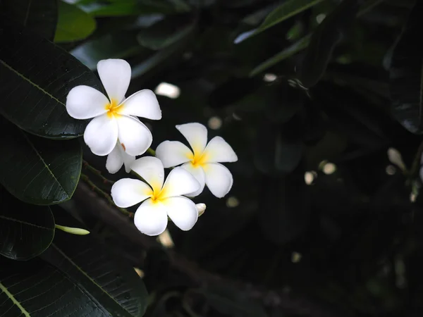 Plumeria frangipani flores blanco y amarillo con hoja verde — Foto de Stock