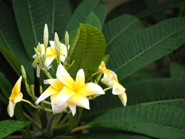 Fiori di plumeria frangipani bianchi e gialli con foglia verde — Foto Stock