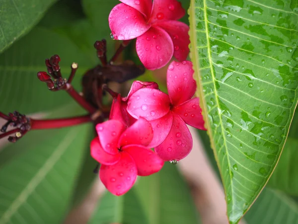 Plumeria frangipani çiçekler kırmızı ve pembe ya da derin pink yeşil yaprak ve damla su ile
