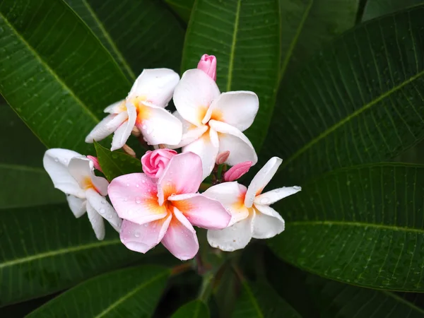 Plumeria frangipani çiçek pembe ve yeşil yaprak ve su damla ile beyaz