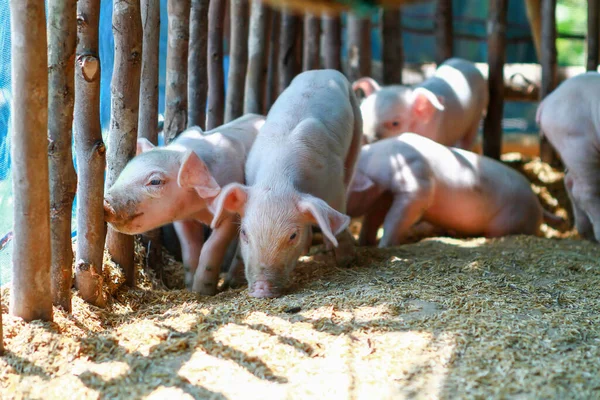 Cute pink piglet is waiting to be fed from farmers. A newborn piglet was standing in the morning sun before feeding.