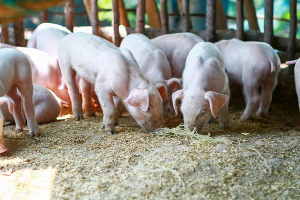 Cute pink piglet is waiting to be fed from farmers. A newborn piglet was standing in the morning sun before feeding.