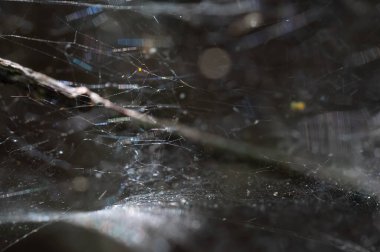 Doğal arka planda örümcek ağı.