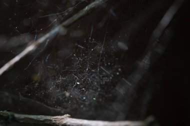 Doğal arka planda örümcek ağı.