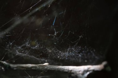 Doğal arka planda örümcek ağı.