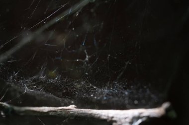 Doğal arka planda örümcek ağı.