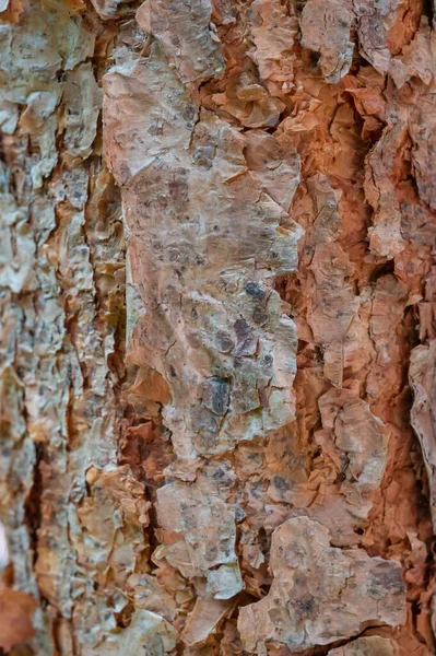 樹皮の質感と背景 — ストック写真