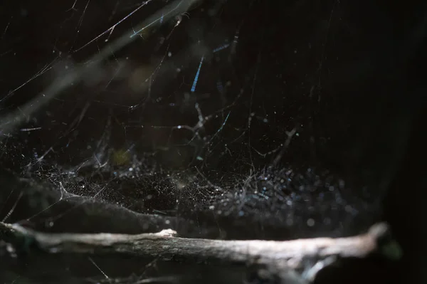 Spinnennetz Auf Dem Natürlichen Hintergrund — Stockfoto