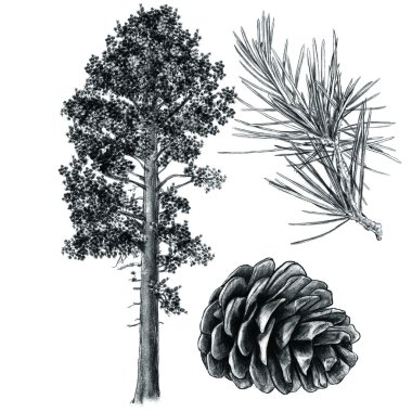  Çam, dağ çam, çam ormanı,