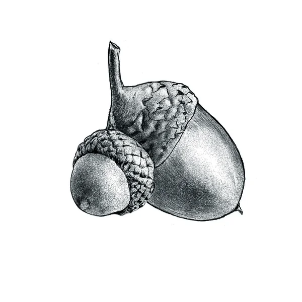 Acorn, de vrucht van de eik, moer. Stockfoto