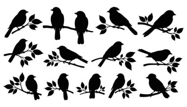 Kuş silueti, dallara tünemiş kuşlar. Beyaz üzerine izole edilmiş siyah vektör koleksiyonu.