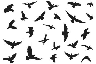 Uçan kuşlar vahşi yaşam için hazırlandı özgürlük ve sürü tasarım elementleri