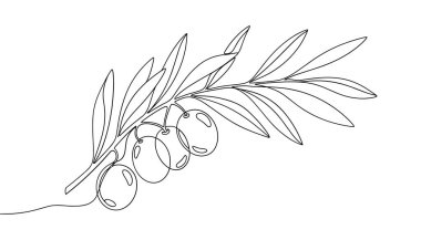 Yaprakları ve meyveleri olan bir zeytin dalının kesintisiz çizimi