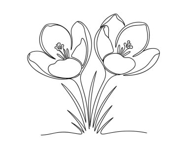 İki Crocus Çiçeği Vektör Satırı Sanat Sözcükleri Kroku, çiçek, illüstrasyon simgesi.