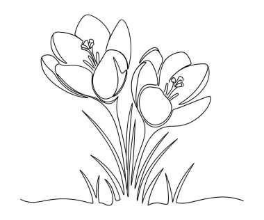 Crocus çiçekleri bitkisel çiçek çizerek sürekli çiçek açıyor.