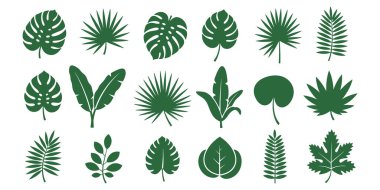 Canavarlı ve palmiye yapraklı tropik yaprak koleksiyonu