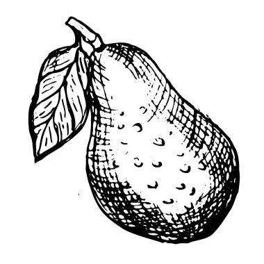 Whole vector avocado sketch illustration isolated on transparent background, side view. Hand drawn linear tropical vegetable in ethcing style.