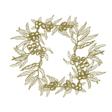 Vector frame with green olive branch with fruit, hand drawn border in linear sketch style, botanical illustration on transparent background. Olive plant borders.