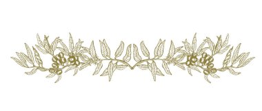 Vektör el çizim tarzı yeşil zeytin sınırı, beyaz üzerine izole edilmiş botanik illüstrasyon zeytin dalı, ambalaj, davetiyeler ve Akdeniz tasarımı için mükemmel.