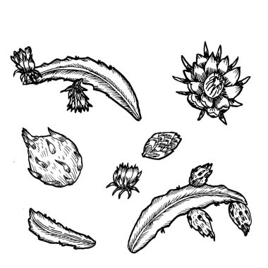 Yapraklı ve çiçekli ejderha meyvesi, botanik vektör çizimleri. Tropikal meyvelerin özet çizimi.