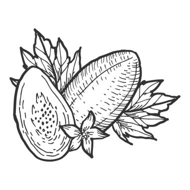 El çizimi papaya meyvesi çizimi. Bütünüyle ve çiçekli yarım meyveli kompozisyonun vektör çizimi, yapraklar.