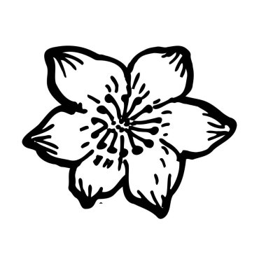 Tropik çiçek vektör çizimi. Kivi çiçeği çizimi. Klasik doğrusal tarzda egzotik bitkinin el çizimi izole edilmiş çizimi.