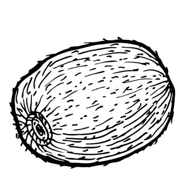 Elle çizilmiş kivi beyaza izole edilmiş. Tropikal meyve kabartma tarzında vektör çizimi. Kivi meyvesinin doğrusal vintage illüstrasyonu.