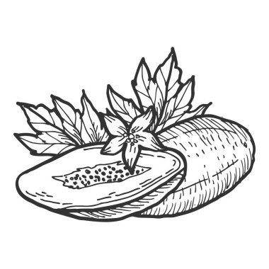 El çizimi papaya meyvesi çizimi. Çiçekli ve yarım patili bir yaprağın vektör çizimi. Siyah beyaz klasik yemek çizimleri..