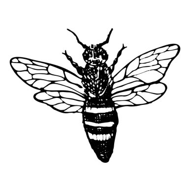 Bal arısının klasik çizimi. Şeffaf bir arkaplanda el çizimi çizimi. Doğrusal mürekkep çizim tarzında bal arısı böceği. Logo, etiket, yiyecek bal arka planı için kullanılabilir.