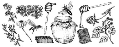 Bal elementleri hazır. Ihlamur, karabuğday, yonca ile el çizimi vektör çizimi, klasik çizim tarzında tarla çiçeği. Bal arısı, balmumu, bal peteği. Sağlıklı yemek..