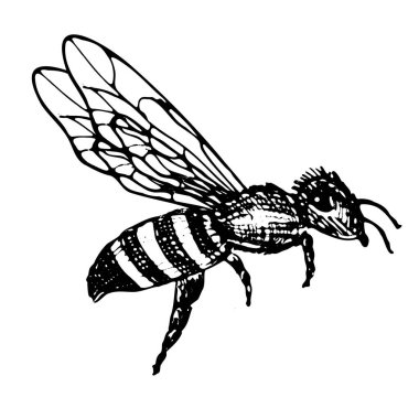 Bal arısının klasik çizimi. Şeffaf bir arkaplanda el çizimi çizimi. Doğrusal mürekkep çizim tarzında bal arısı böceği.