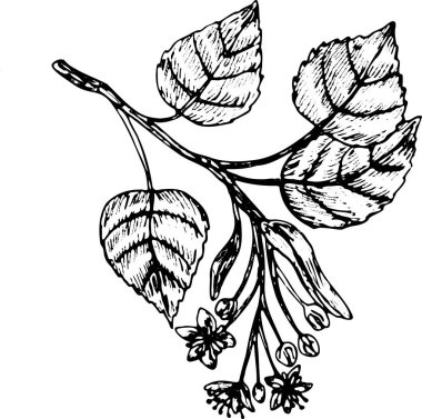 Linden şubesi eskizi klasik doğrusal tarzda. Kozmetik ve tıbbi arka plan için el çizimi vektör çizimi. Çicekli ıhlamur dalı.