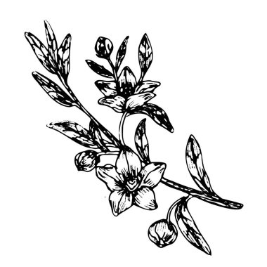Manuka çiçeği eskizi klasik doğrusal tarzda. Kozmetik ve gıda arka planı için el çizimi vektör çizimi. Şeffaf arkaplanda çiçekli Manuka dalı.