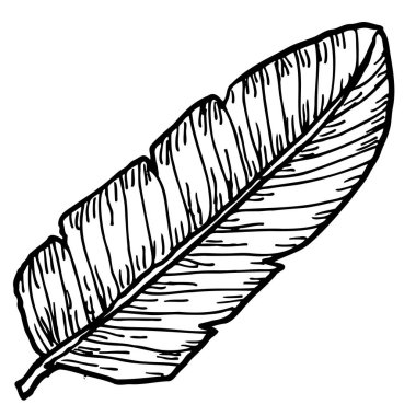 Muz yaprağı taşıyıcısı. Tropik bitki parçası. El çizimi klasik illüstrasyon izole edildi.