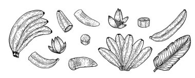 Muz dalları, yapraklar ve çiçekler izole edilmiş. Tropik meyve seti. Mürekkep çizim sanatı. Olgun muzların çizgi çizimi, dilimler ve yarımlar..